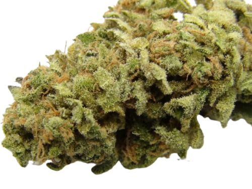 Golden Lemon by Enterprize Exotics from Cloud Legends 420
