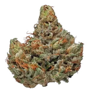 Master Kush by Enterprize Exotics from Cloud Legends 420